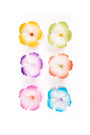 Hibiscus Matte Bloom - Large